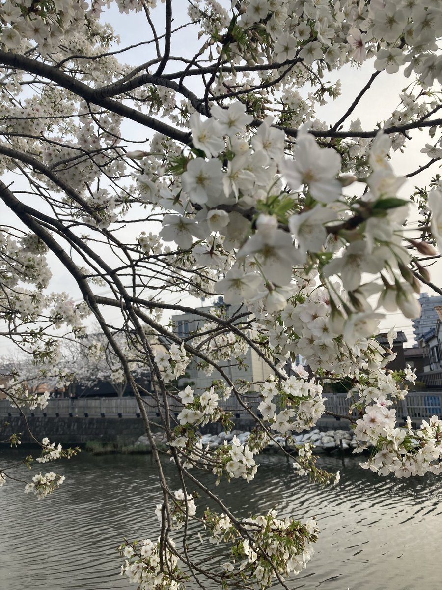 とーる tweet media