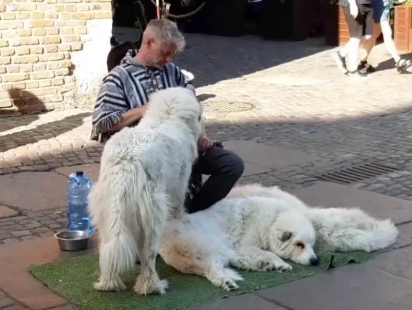 Smutny koniec psów z Długiego Targu. Na działkach spłonął dom, w którym były psiaki, często spotykane z właścicielem na ulicach Głównego Miasta. Pożar przeżyły tylko dwa psy, które są teraz w ciężkime stanie. 

Właściciel tych psów godzinami przesiadywał na Długim Targu psami i
