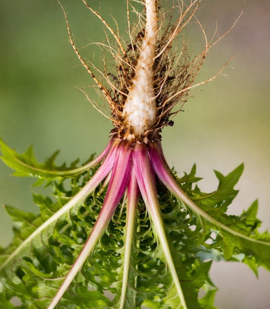 AnA....(podo radiki) tweet media