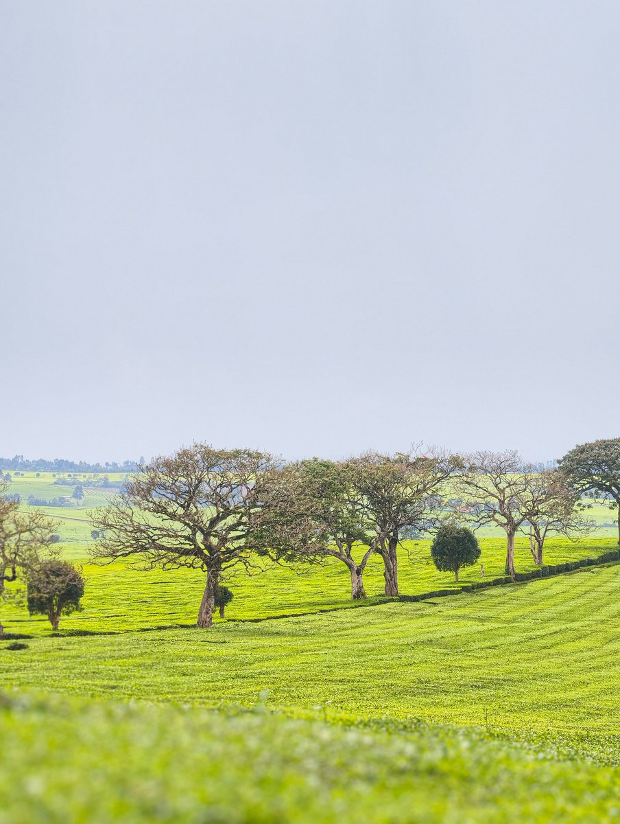 CaptainKipkorir's tweet photo. Amazing views of Kericho Tea Farms. https://t.co/7zyqb1ZL9p