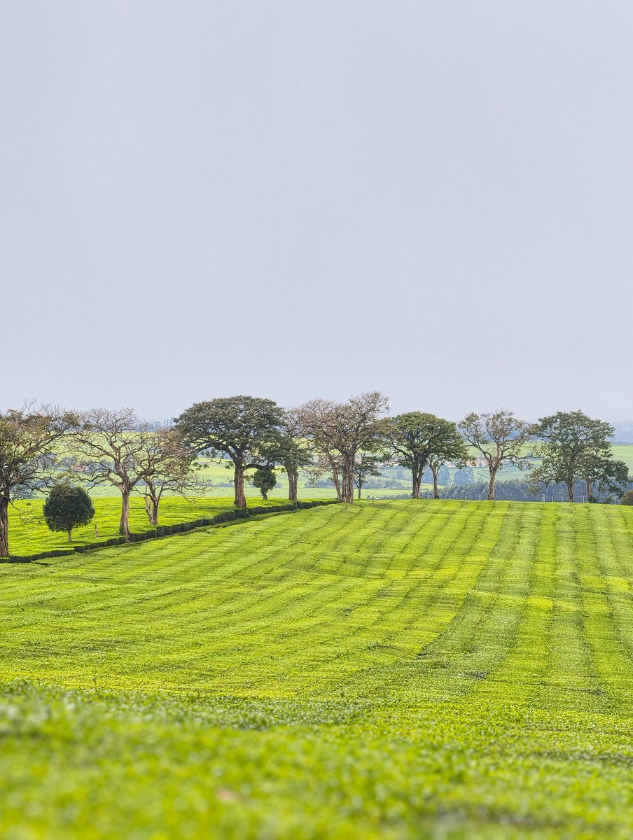CaptainKipkorir's tweet photo. Amazing views of Kericho Tea Farms. https://t.co/7zyqb1ZL9p