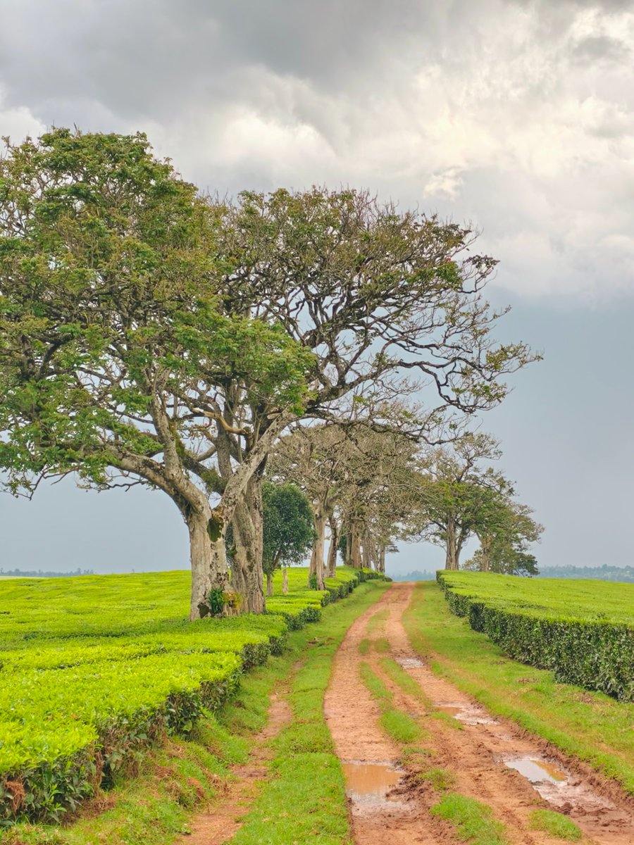 CaptainKipkorir's tweet photo. Amazing views of Kericho Tea Farms. https://t.co/7zyqb1ZL9p