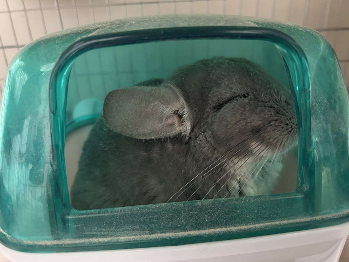 ﾁﾝﾁ-ﾗ tweet media