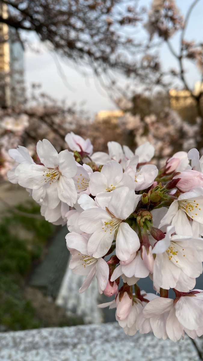 松川べりの桜🌸だいぶ花開いてきました
#富山市 #とやまおでかけ日記
instagram.com/p/DWgSqJVkXjR/…