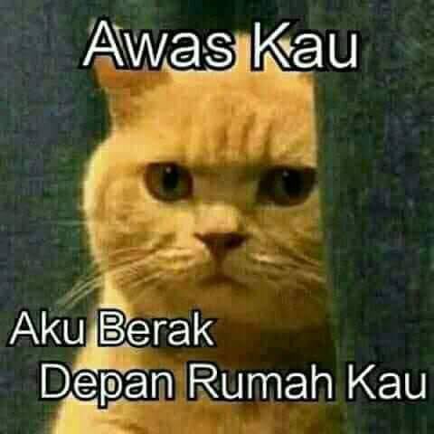 Percival. tweet media