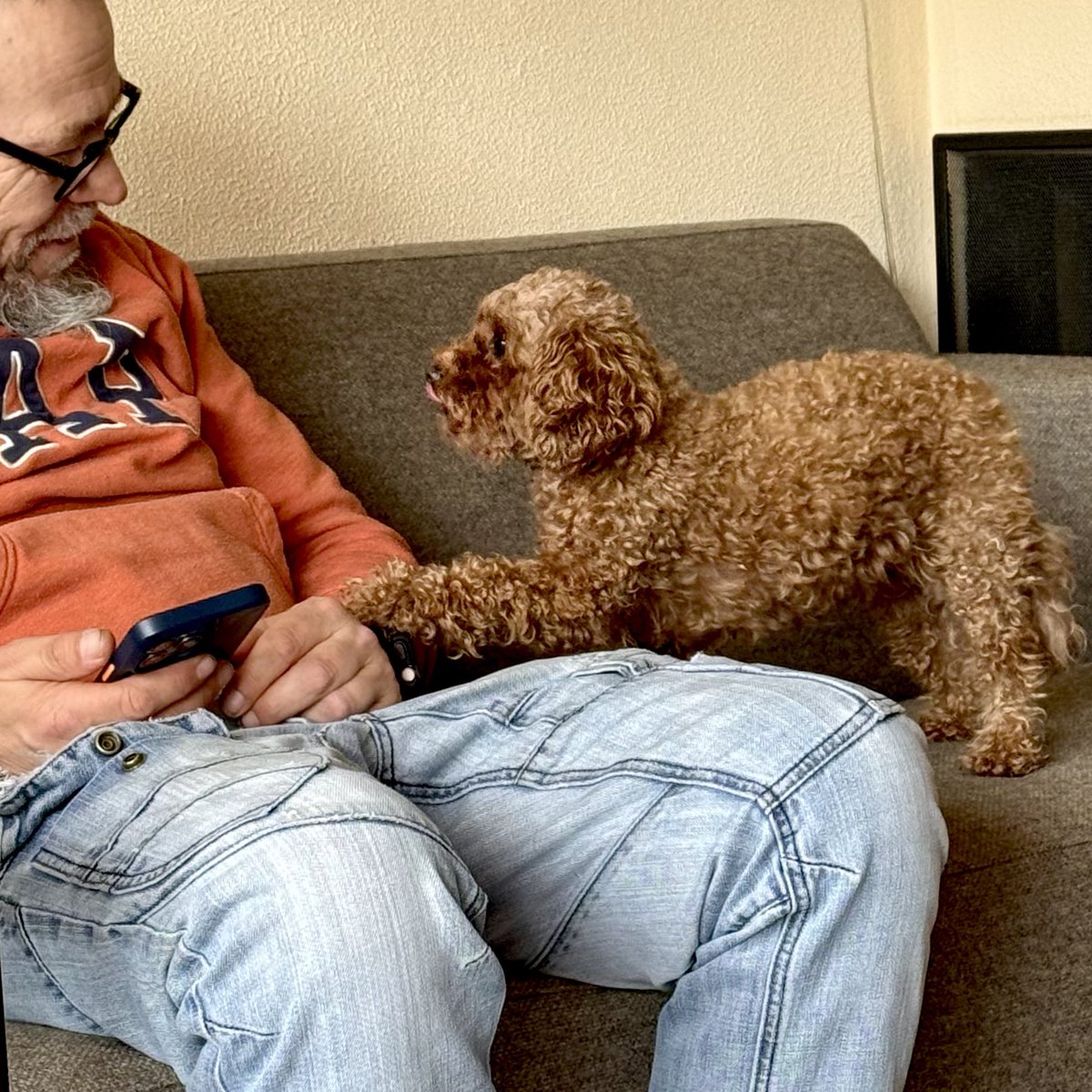 sarahmcquaid's tweet photo. Here are myself and Martin hanging out yesterday afternoon with (respectively) Miep and Neel #poodlesmiepandneel at the home of our great friends and fellow musicians #BartdeWin and #ArianneKnegt of #TipJars — plus a -> https://t.co/bZEC6P1PZZ