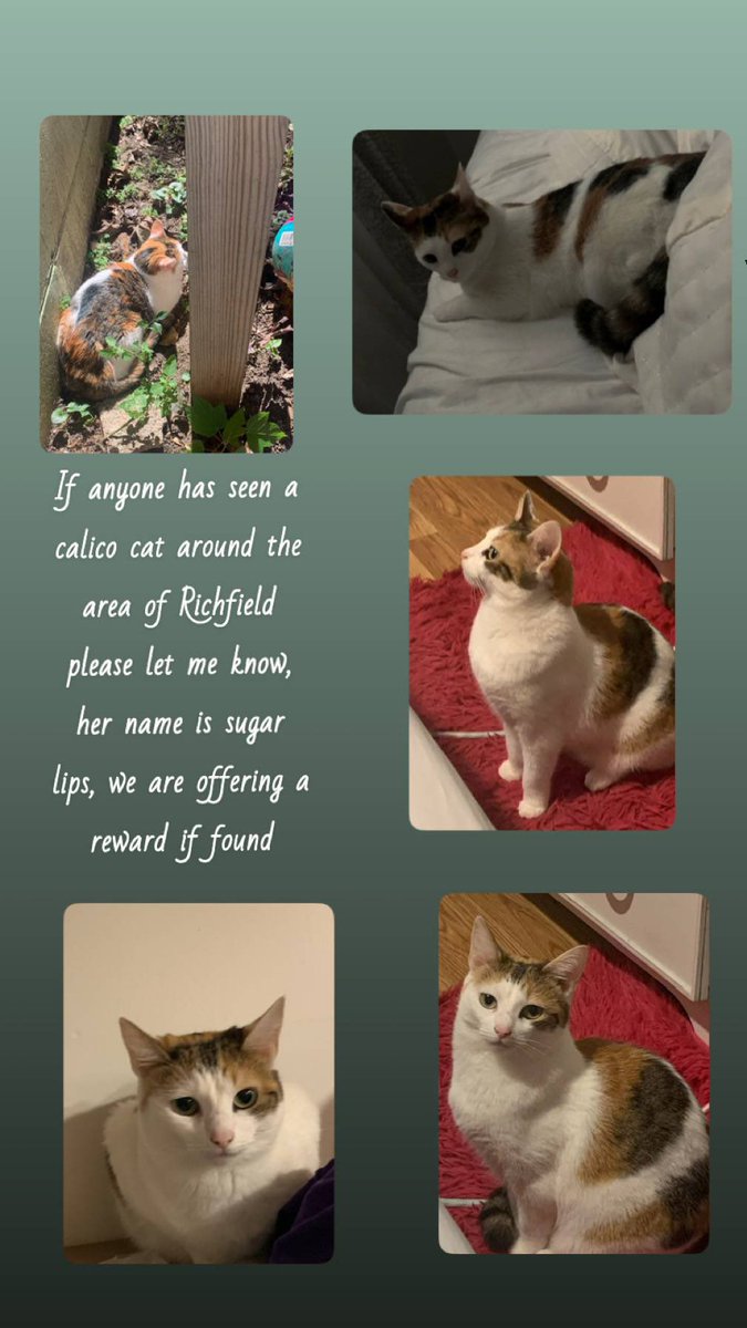 🌻Kali tweet media