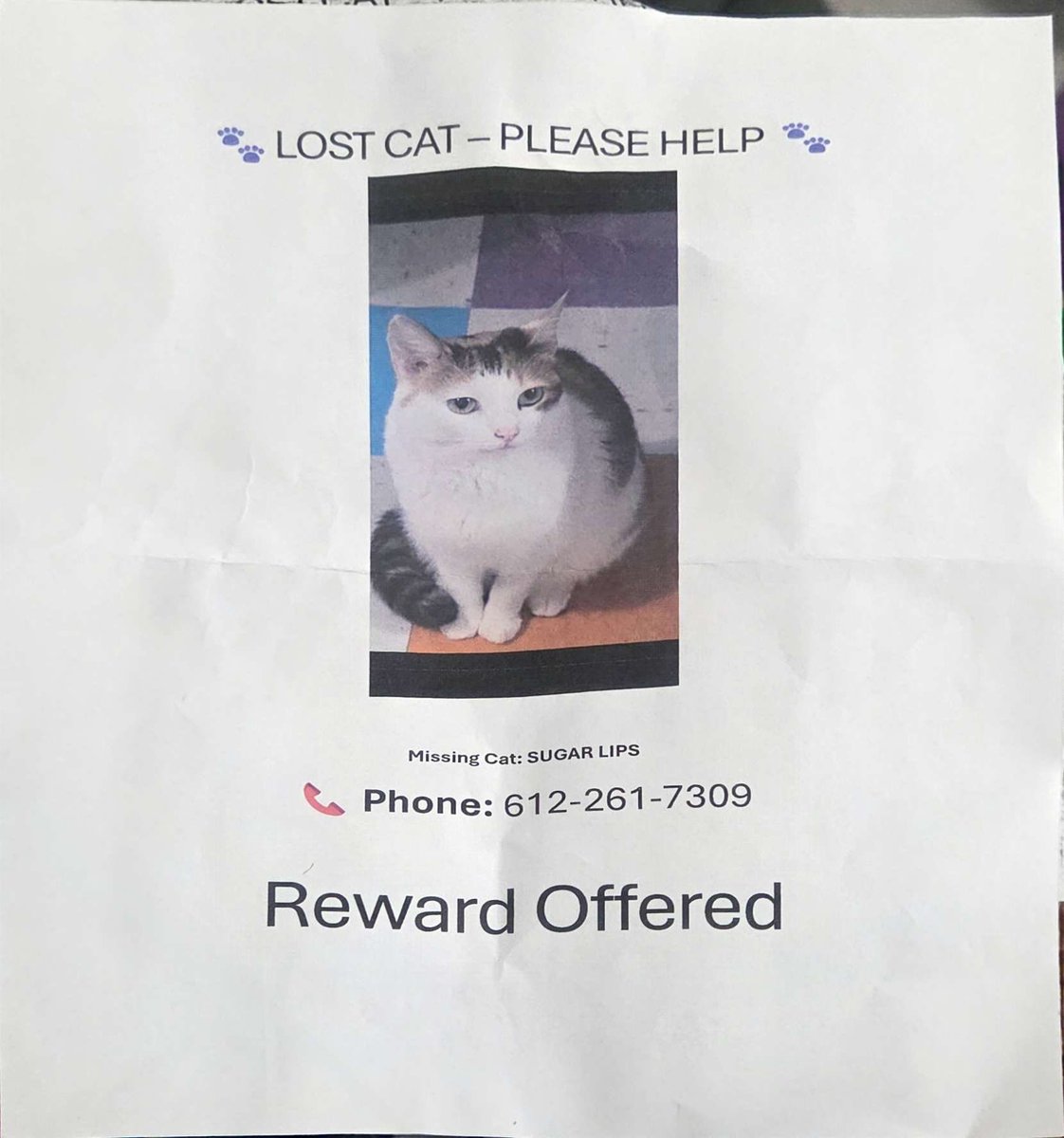 🌻Kali tweet media