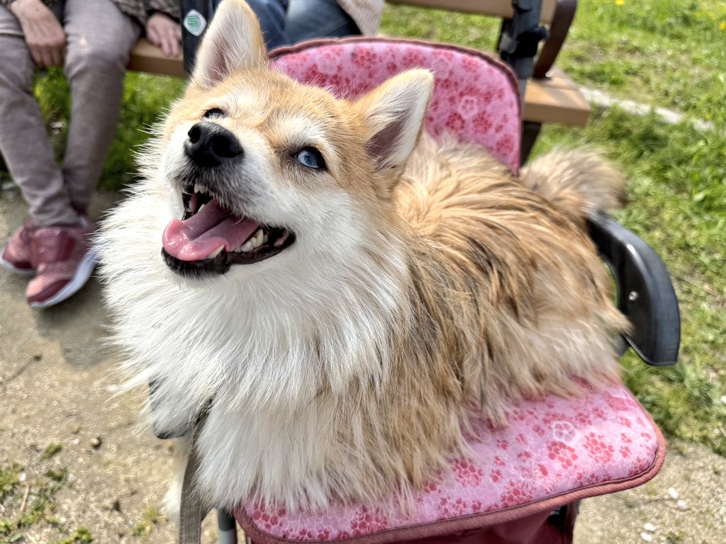 モリコフたなか tweet media