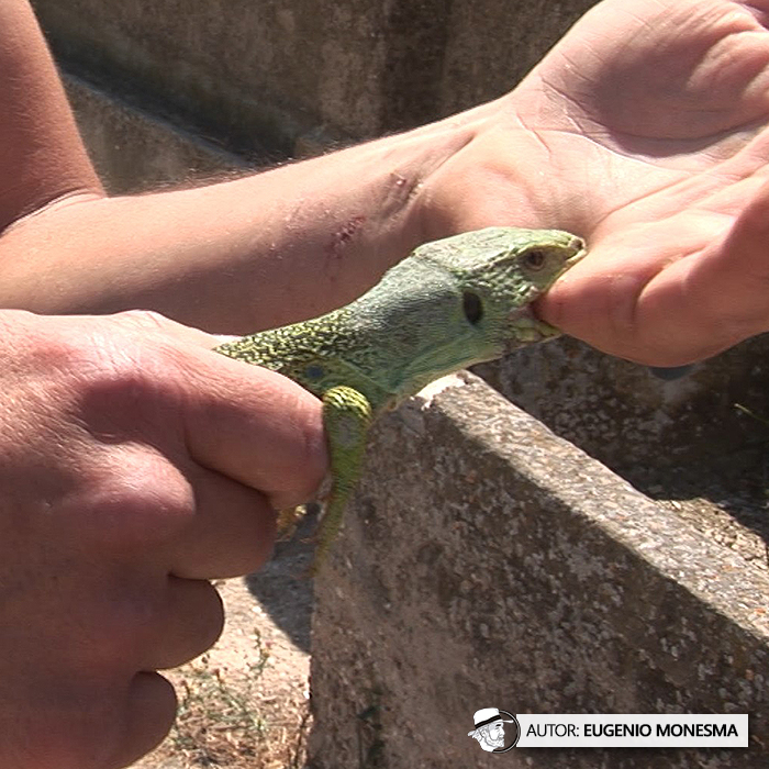 EugenioMonesma's tweet image. 🐍🦎🕷️ #Culebras, lagartos y sapos eran algunos de los ANIMALES que la asociación ANSAR rescataban de POZOS ABANDONADOS.

En 2012 tuve la oportunidad de conocer estas labores para rescatar #anfibios y #reptiles.

  📽️ Documental COMPLETO (27') aquí: youtu.be/8peMZmaDWMk