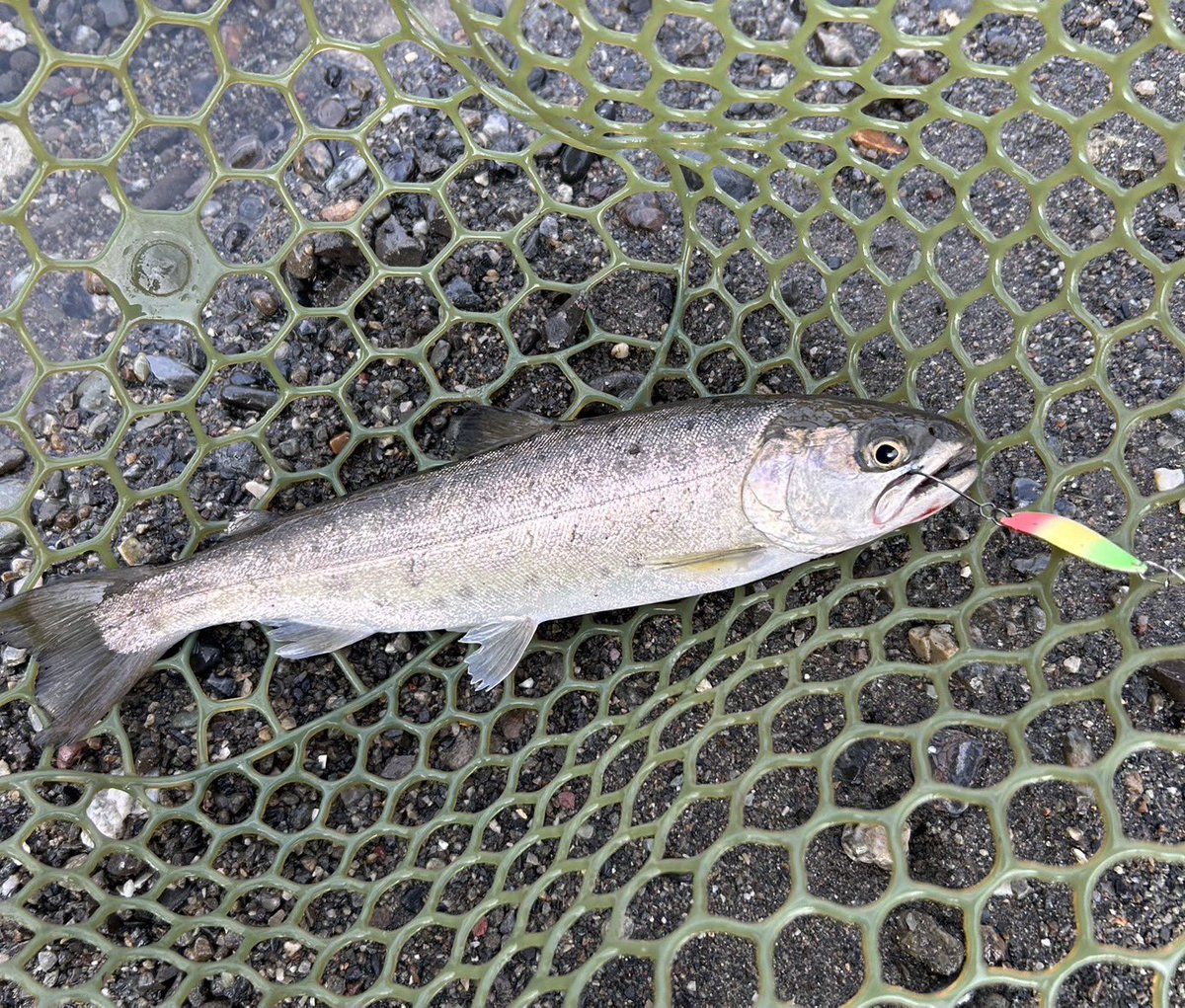 よっしー tweet media