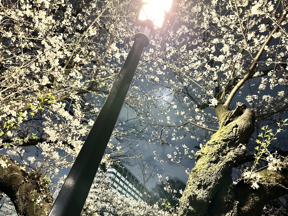 しぇー tweet media