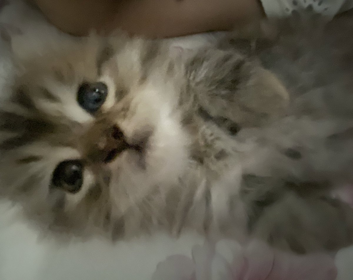 حليم tweet media