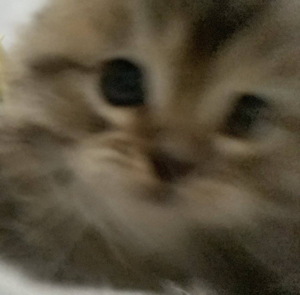 حليم tweet media