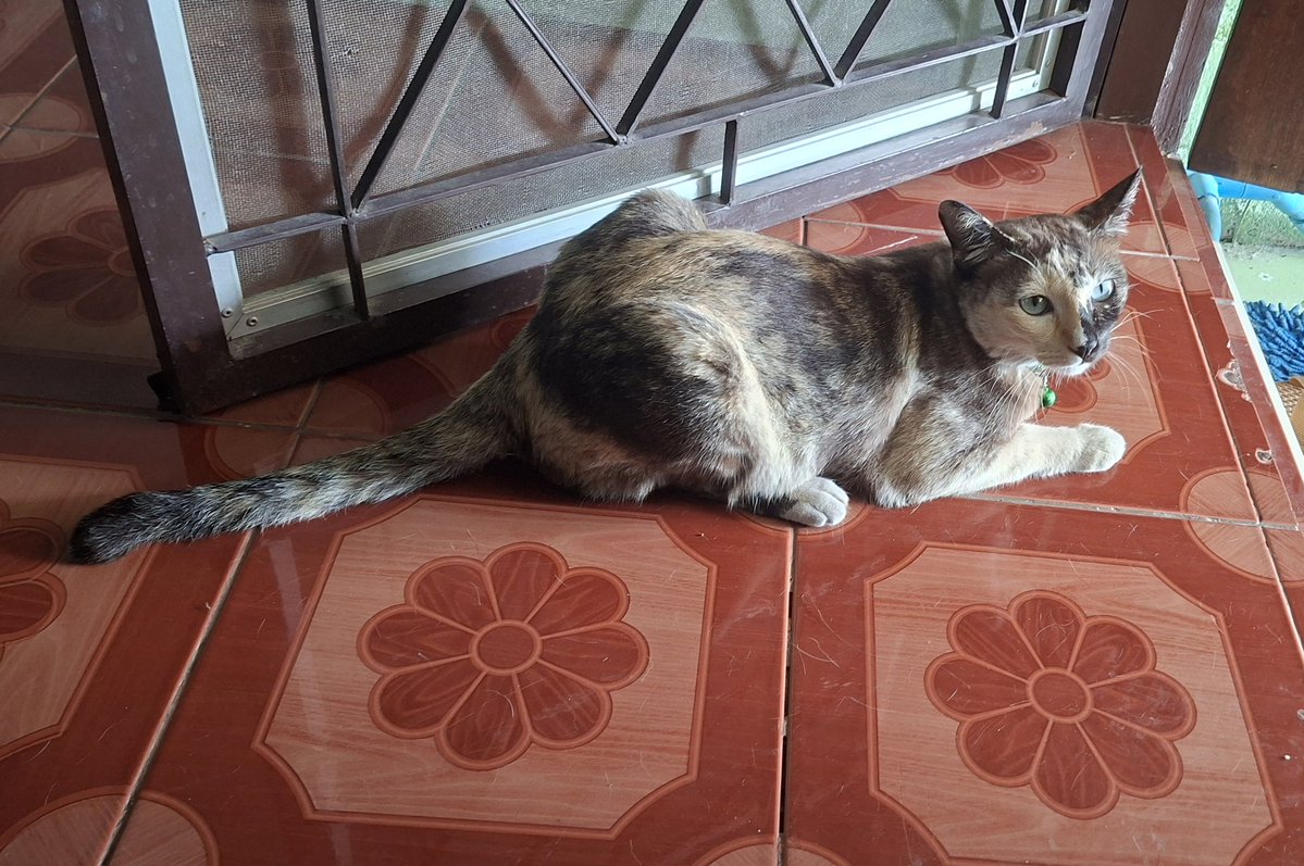 🕊I just want a man who truly loves me.🩶 tweet media