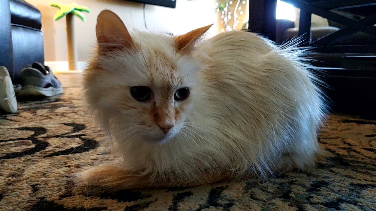 LucyntheBoys's tweet image. Good morning! #Coconut #kittyloafmonday