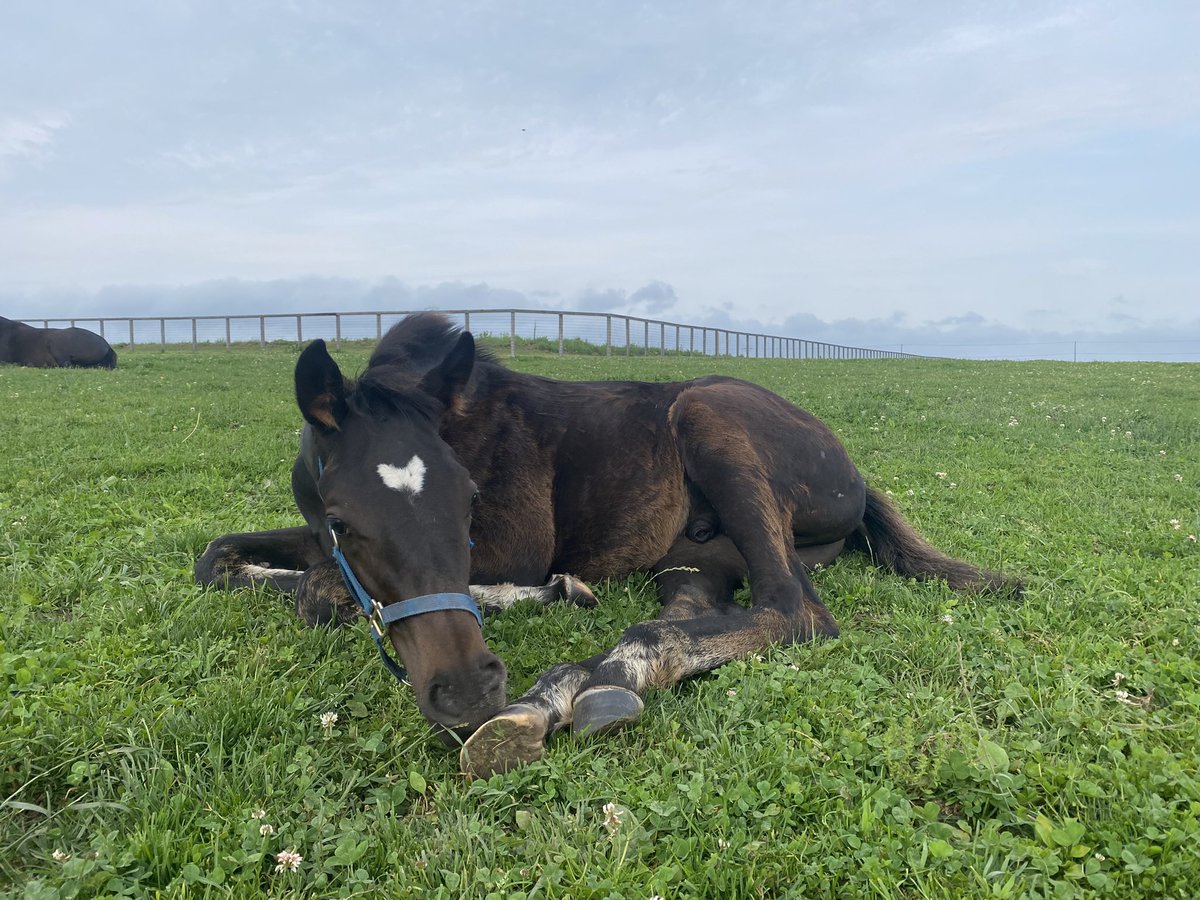 LakeVillaFarm tweet media