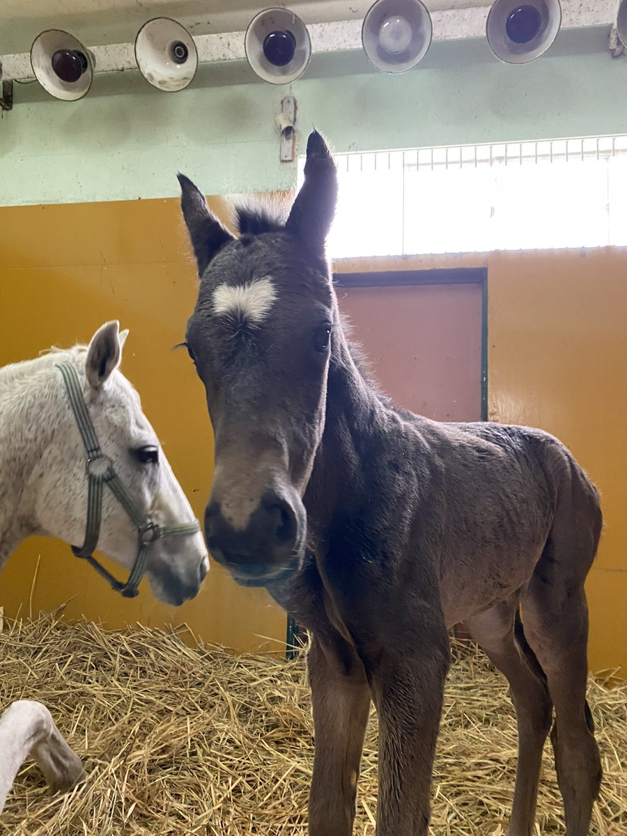 LakeVillaFarm tweet media