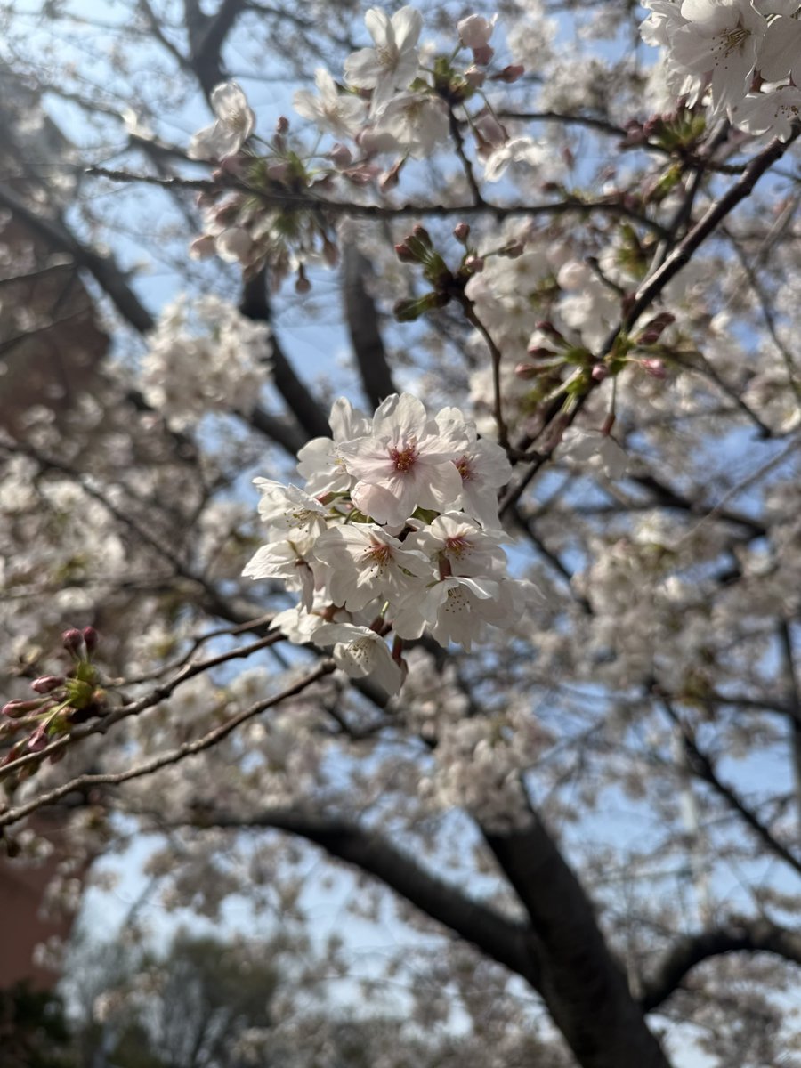 Tsuguyo Fuchita tweet media