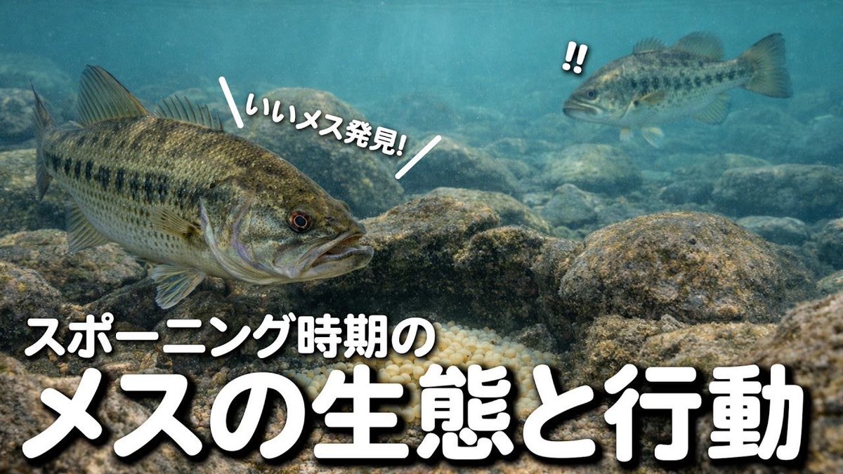 メジャクラBassTube tweet media