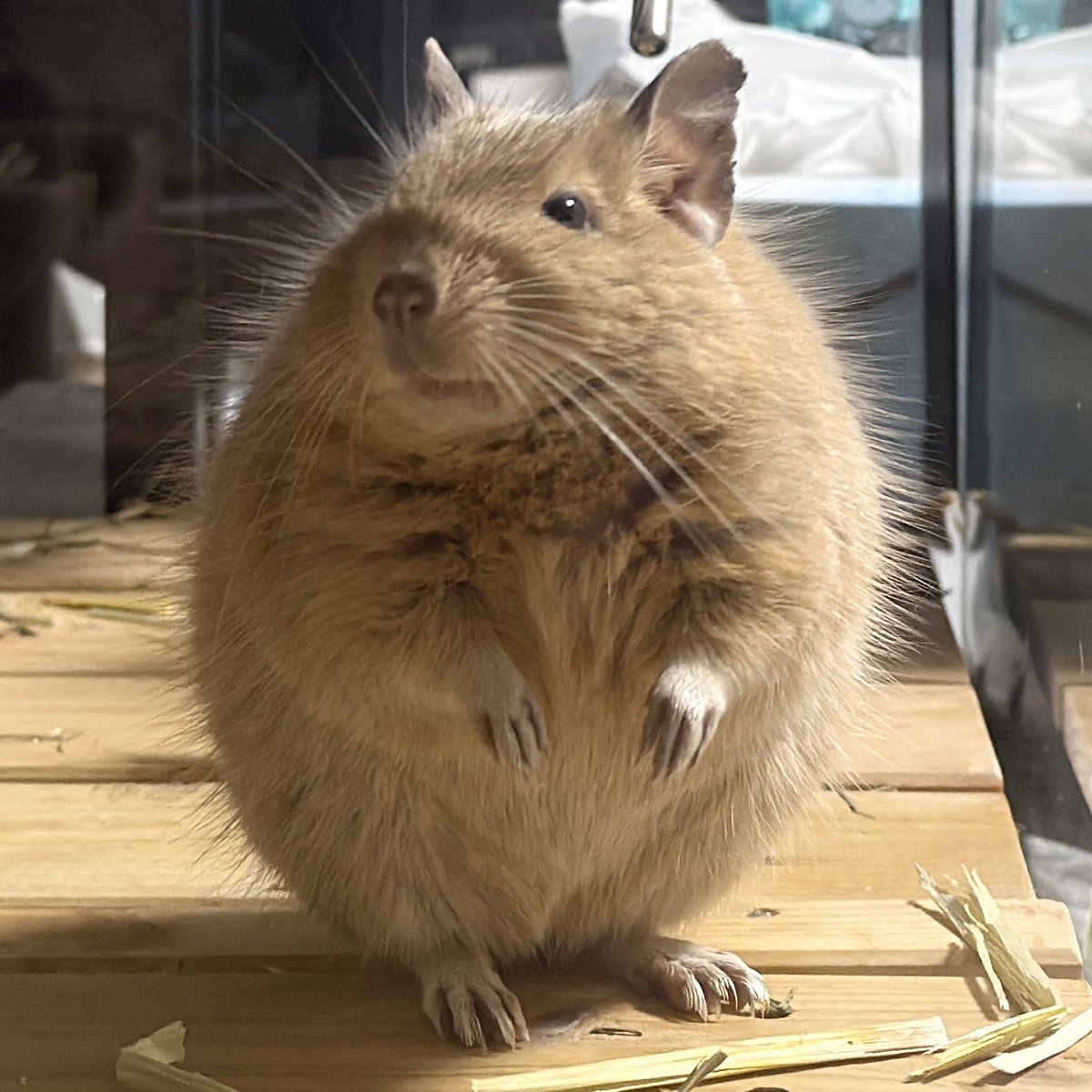 ぽこあ@デグーとポメ tweet media