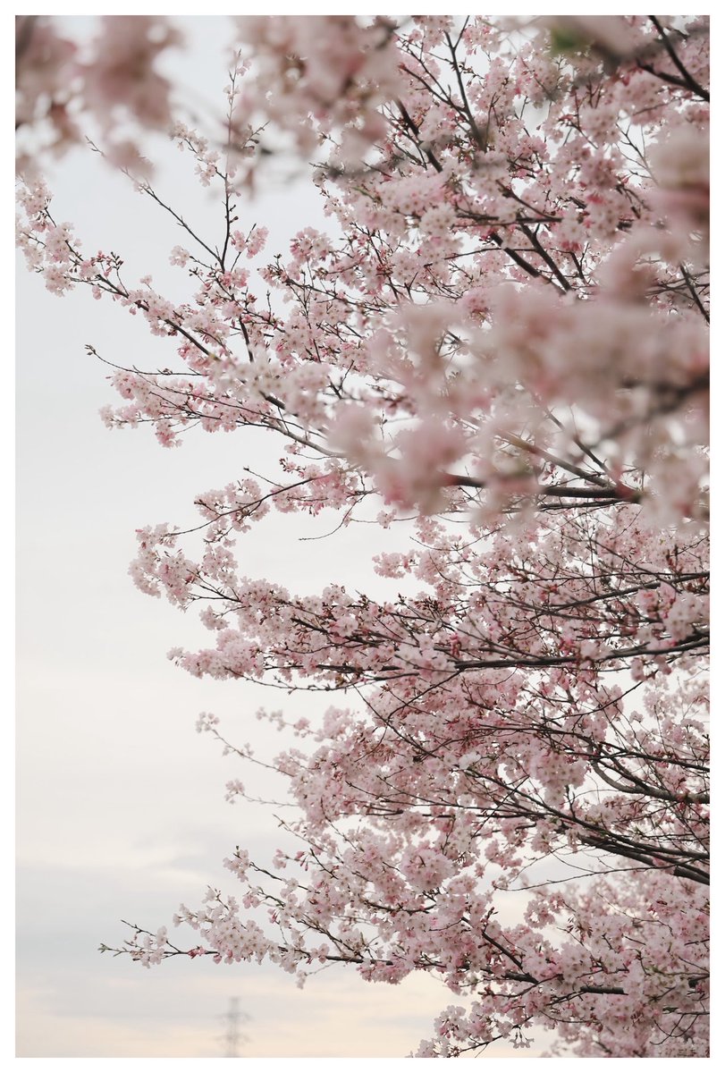 あひる tweet media