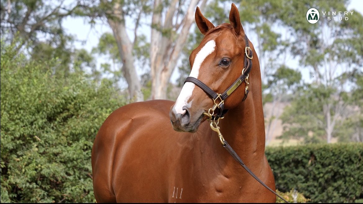 Rogers Bloodstock tweet media
