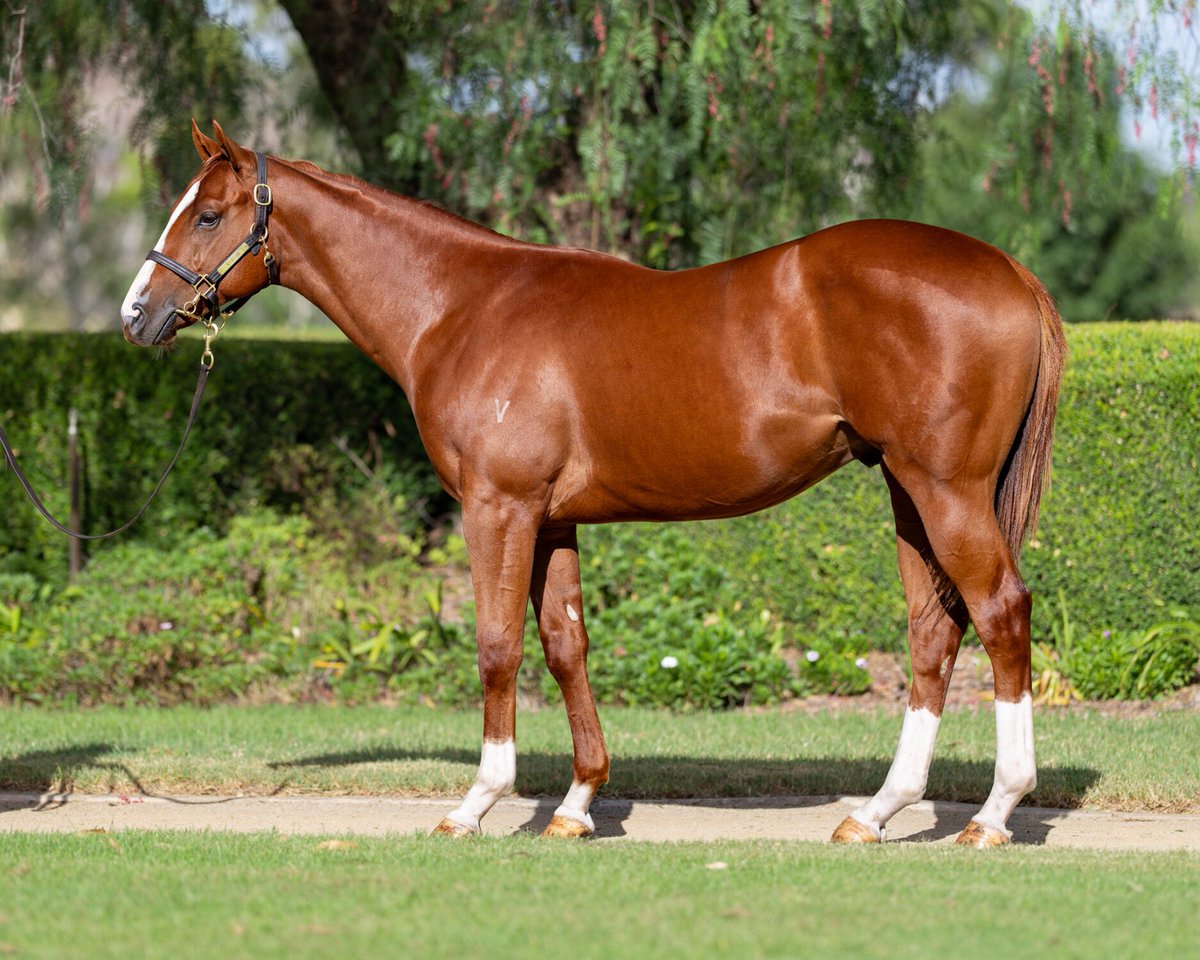 Rogers Bloodstock tweet media