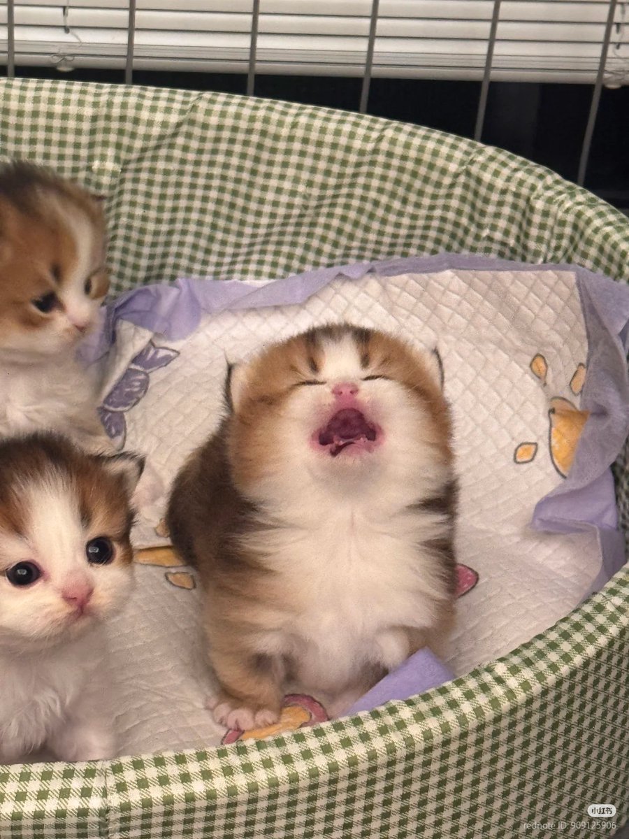 No Context Cats tweet media