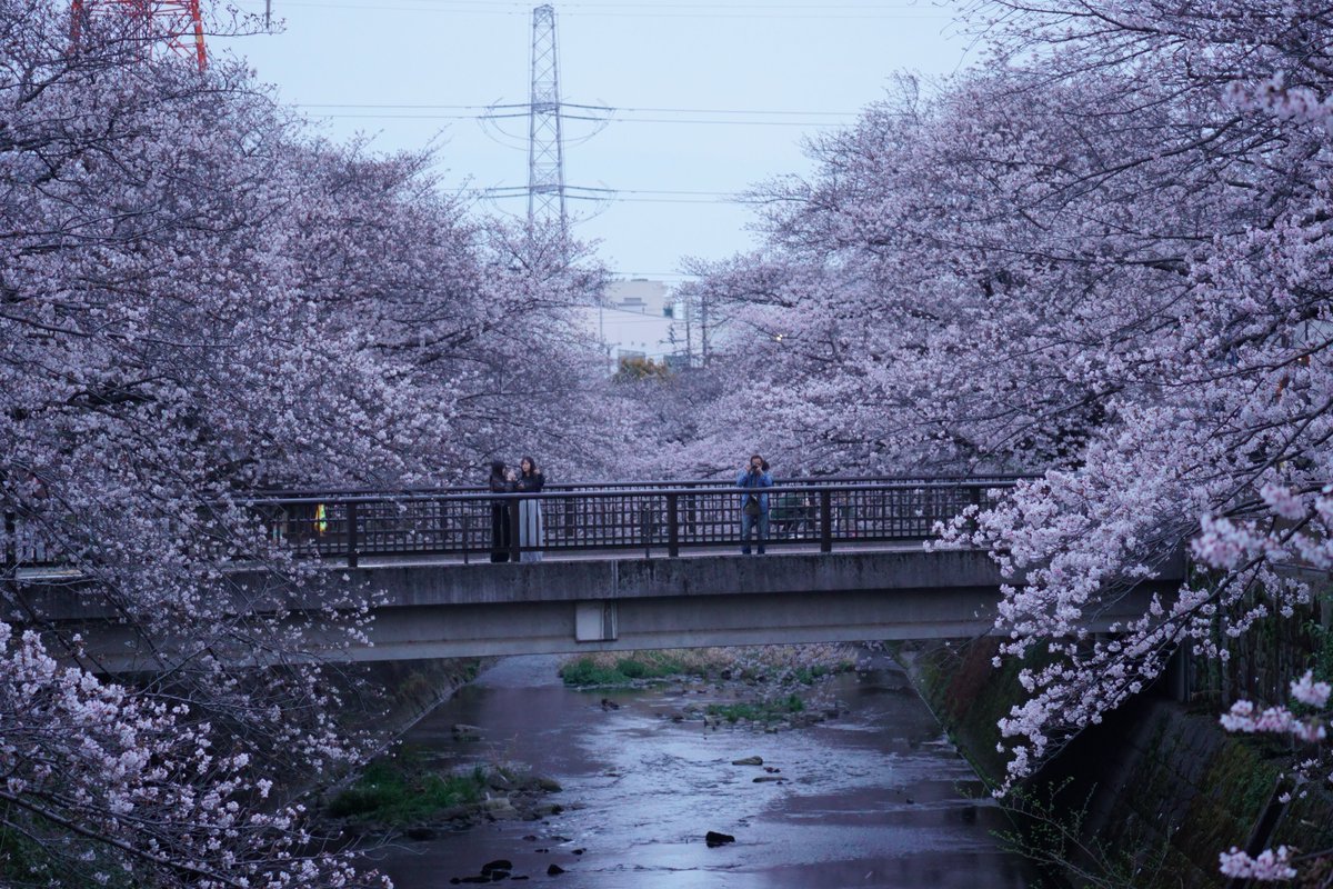 YokoDance_123's tweet photo. スタジオから徒歩5分、恩田川沿いの桜🌸 https://t.co/2B4eXB73Rj