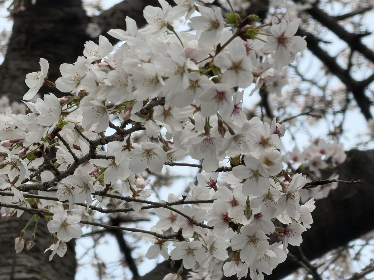 🅷🅰🅼30 【カピバラマロンちゃん飼育員】 tweet media