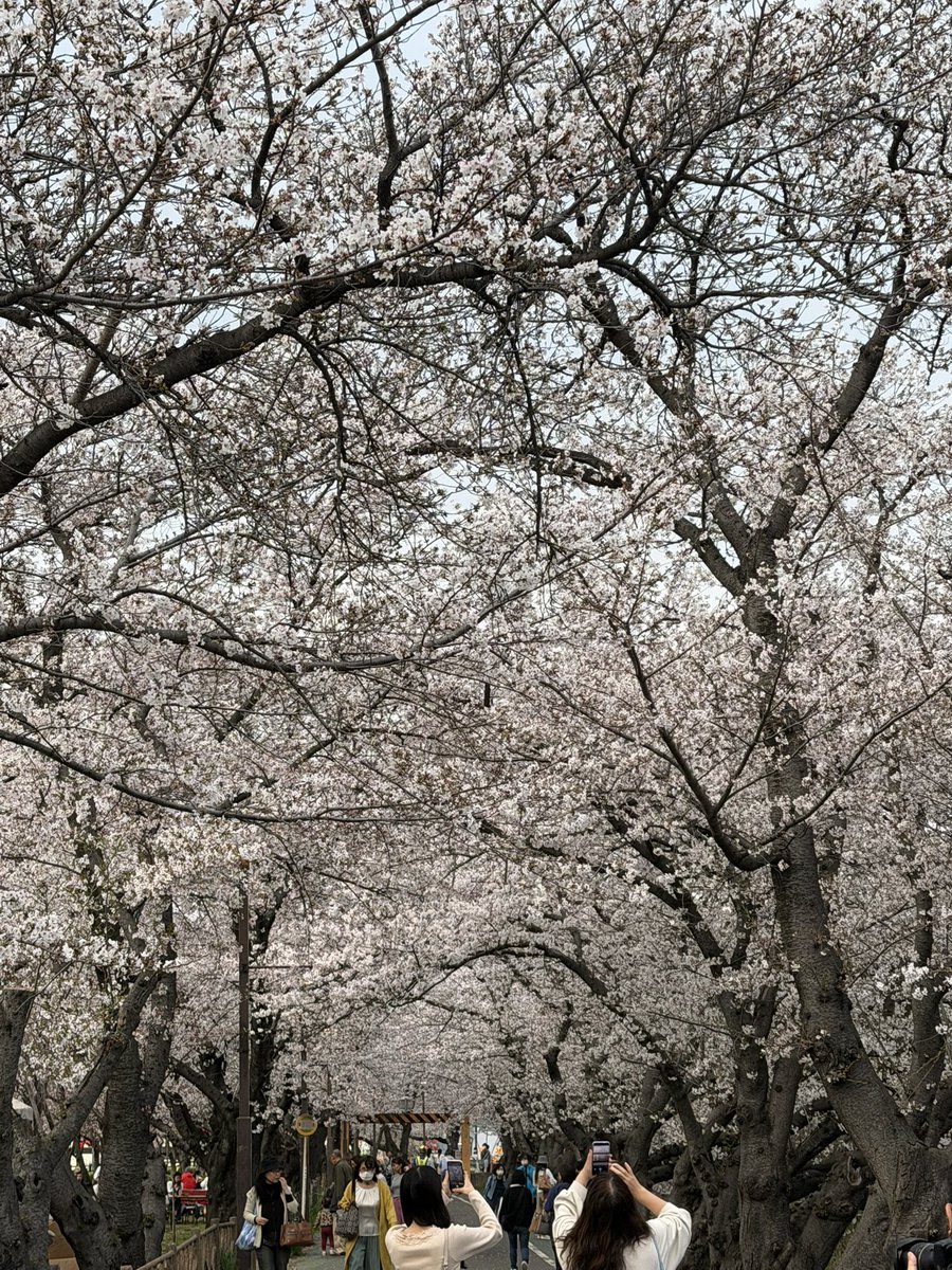 🅷🅰🅼30 【カピバラマロンちゃん飼育員】 tweet media