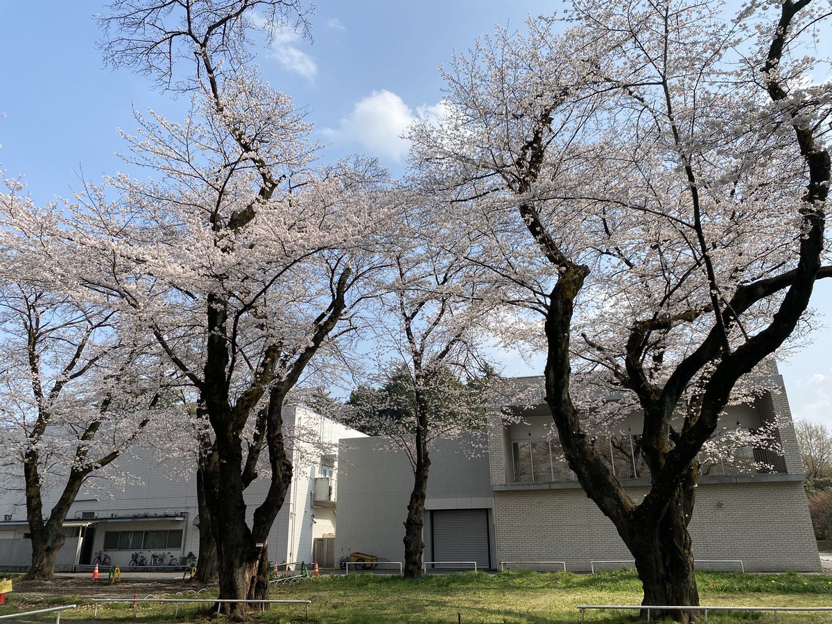 bunbundo3's tweet photo. 昨日は多摩全生園へ。国立ハンセン病資料館を見学し花見を楽しむ。今日は80歳のお友達に誘われ、栃木県のみかも山ハイキングへ。カタクリは終わりかけだったけど、可憐な花が可愛い。花を愛でる歳になったのだなあ… https://t.co/LZn7eAD4oY