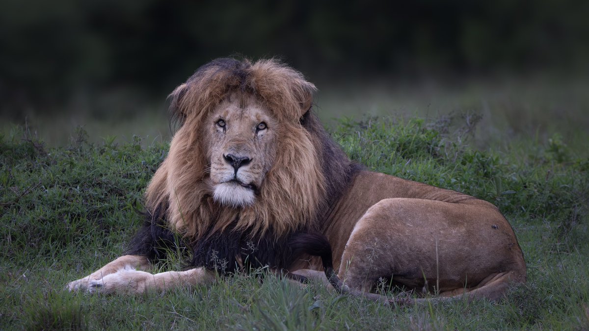 A fitting picture of the now sadly departed Seenka taken in Serea Camp, Masai Mara, Kenya. He was a magnificent King and leaves an amazing legacy. Credit to Naturfotograf Øyvind Løkka.
