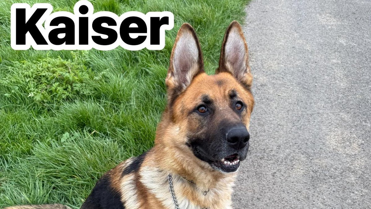 Animal Adoptions UK 🐕‍🦺🐈🐎❤️ tweet media