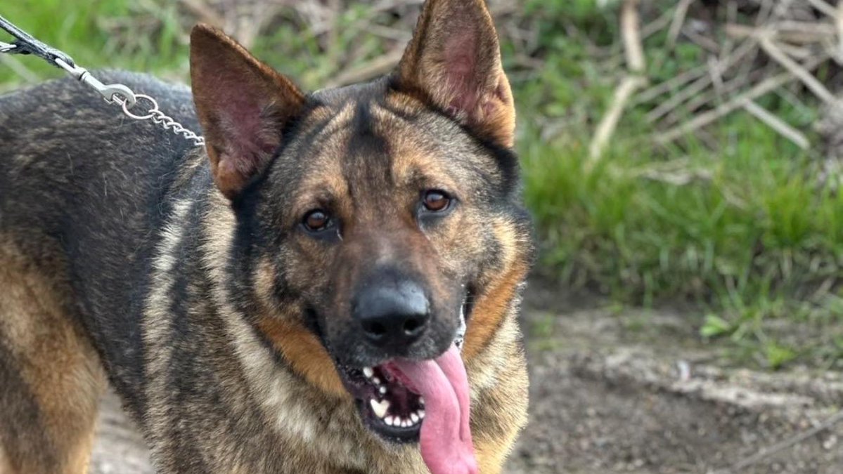 Animal Adoptions UK 🐕‍🦺🐈🐎❤️ tweet media