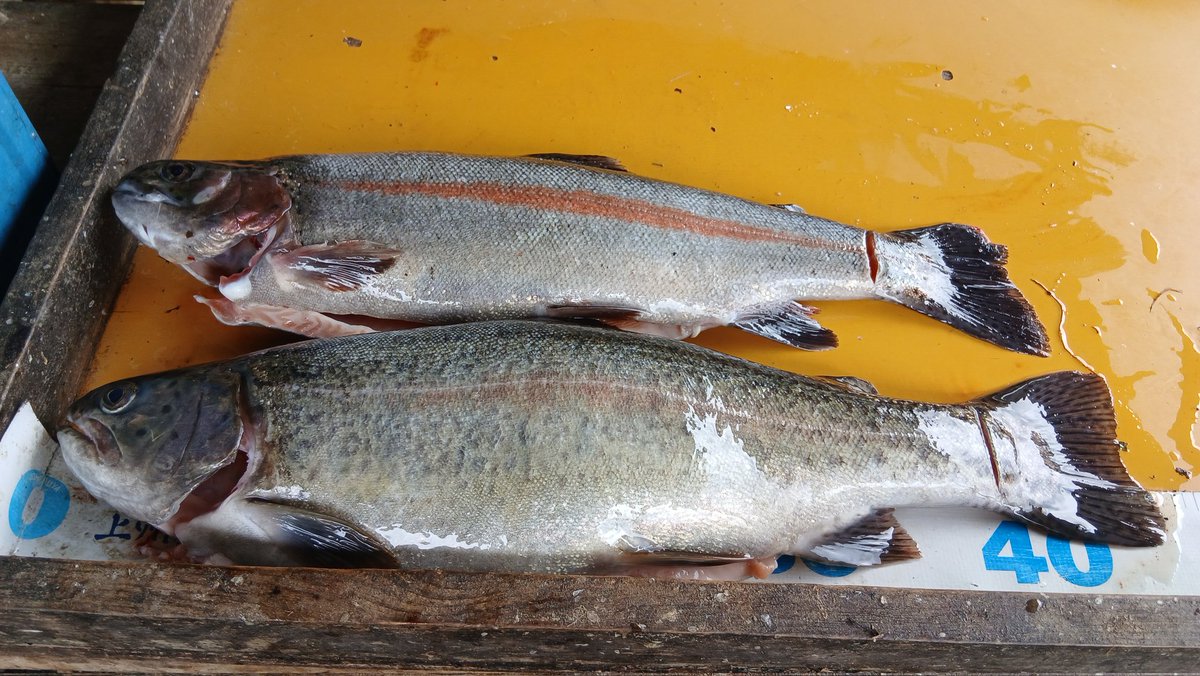 てんとうムシ🐞 tweet media