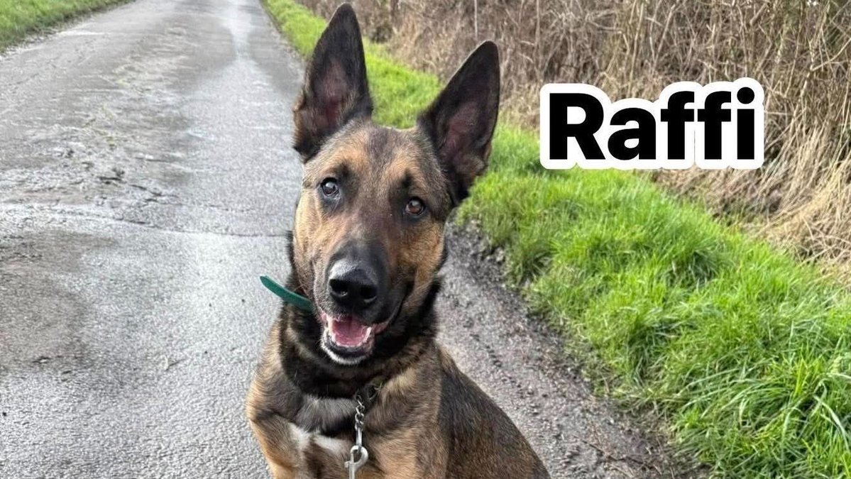 Animal Adoptions UK 🐕‍🦺🐈🐎❤️ tweet media