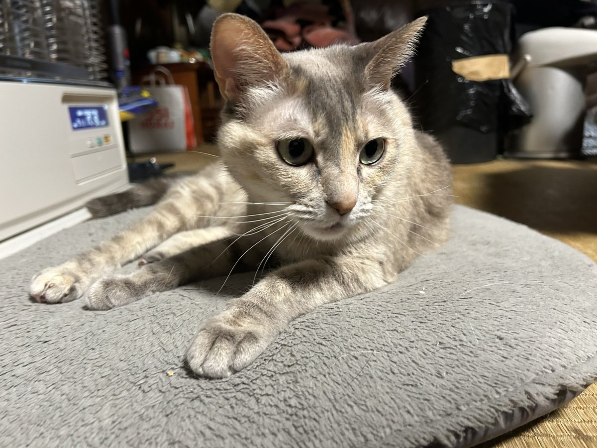 アブゾーブ tweet media