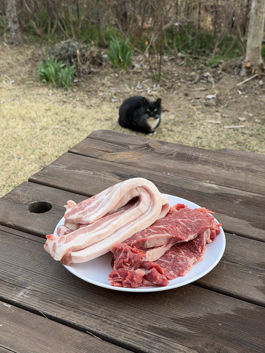 もふもふ動画 tweet media