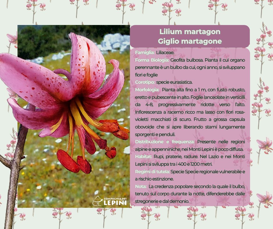 Compagnialepini's tweet photo. 🌺🌸❗️ #Rubrica “#Flora e #Fauna nei Lepini” 
Il #Gigliomartagone (#Liliummartagon) è una rarità elegante dai petali ricurvi, simbolo di una #biodiversità preziosa ma #vulnerabile. ���️
📸 Angelo Marchetti 📖 Atlante della biodiversità dei Lepini https://t.co/Hh88pUmpKD