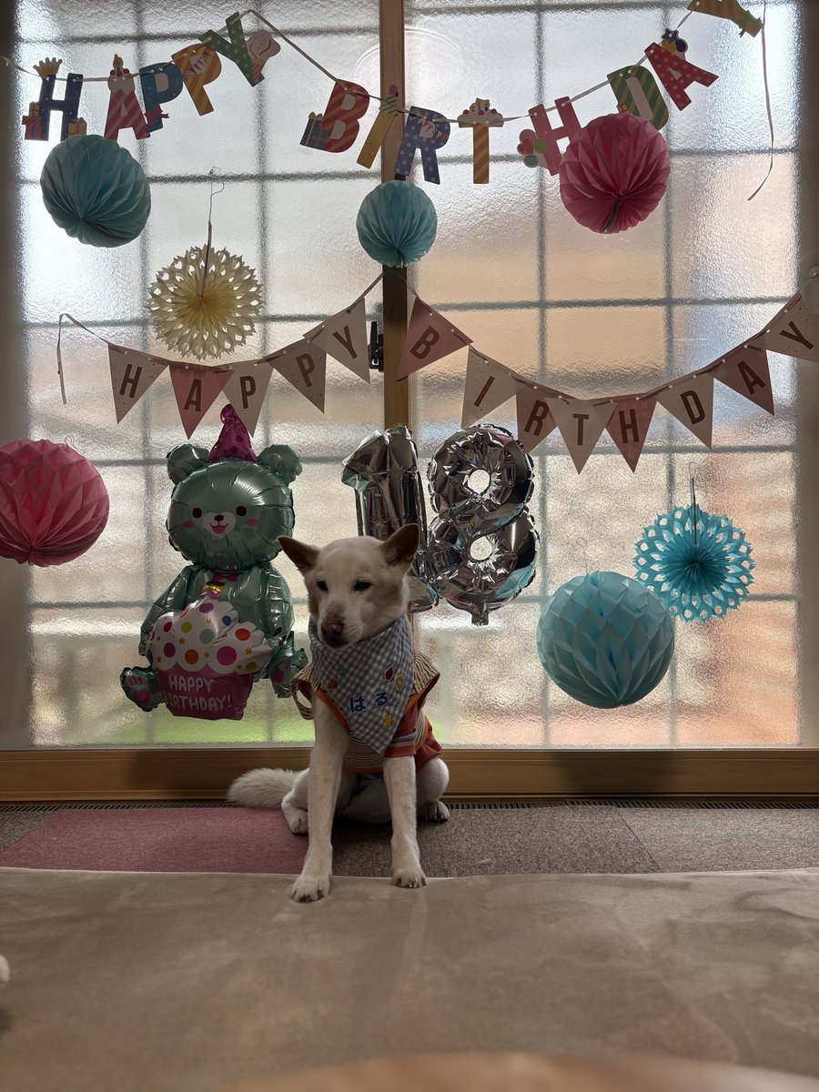 Haru the dog 雑種犬はる tweet media