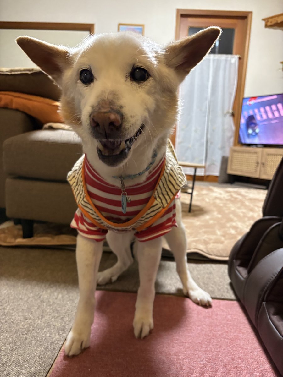 Haru the dog 雑種犬はる tweet media