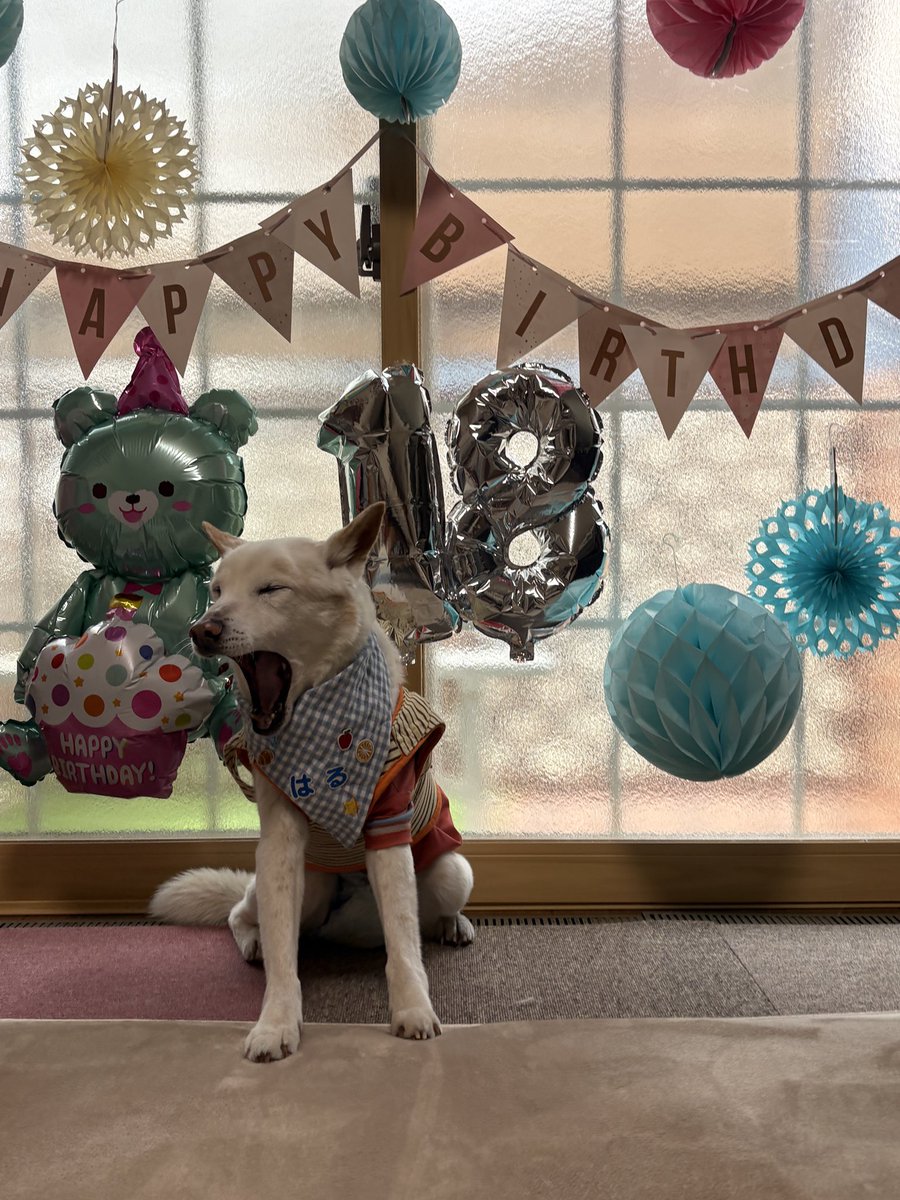 Haru the dog 雑種犬はる tweet media