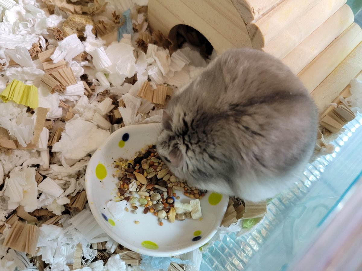 ハム活中こりす tweet media