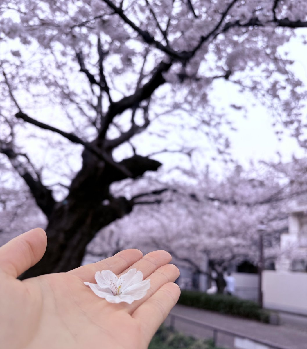 panBLTpan's tweet photo. 昨日、近所の桜の下歩いてたら、ひらひら綺麗に落ちてきた🌸
なんかそのままにしとくの勿体なくて本に挟んだらシミできてもたぁ
そりゃそうやw
せっかくやし栞でも作ろかな(* ˊ꒳ˋ*)

 #さくら  #栞  #さんぽ https://t.co/ftxW8X5cv3