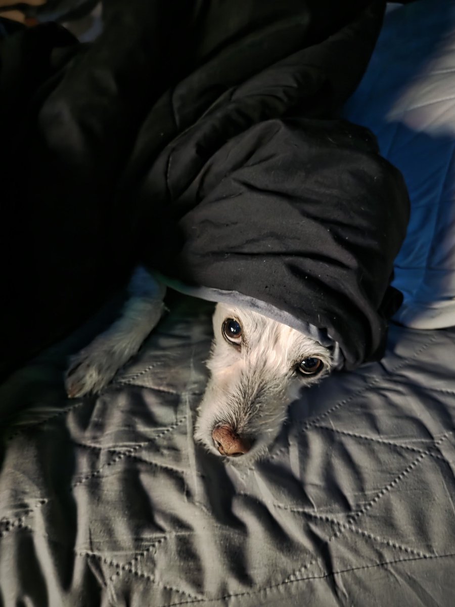SuperNoochie's tweet photo. Glad I got my boy spooky! Life is a funny thing and having spooky around makes it so much better https://t.co/ALLIsqXhWN