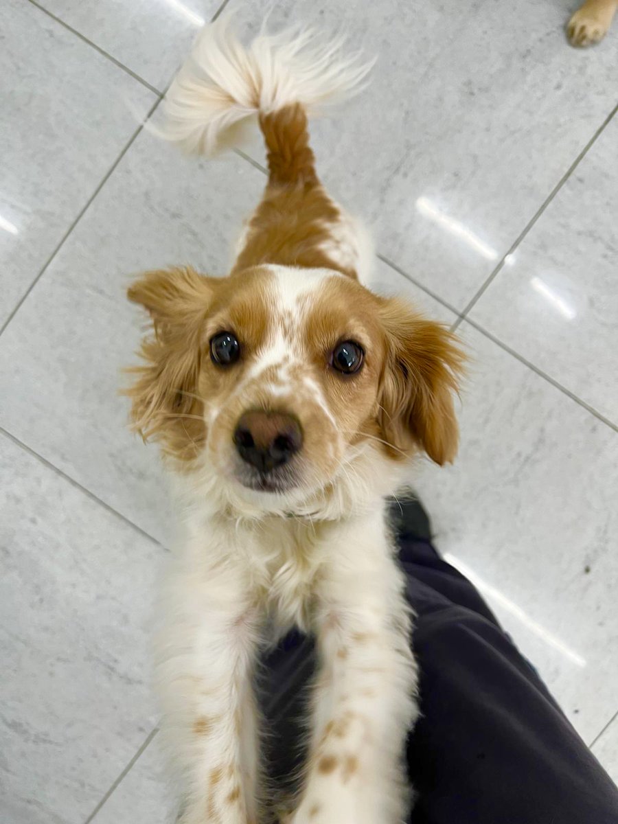 gandsdogcare's tweet image. Finn is doing a biiig stretch! 🐾💙 #islington #london #northlondon #barnsbury #canonbury #angel #kingscross #holloway #highbury #dogdaycare #doggiedaycare #doggydaycare #cockapoo #stretch #stretching #bigstretch