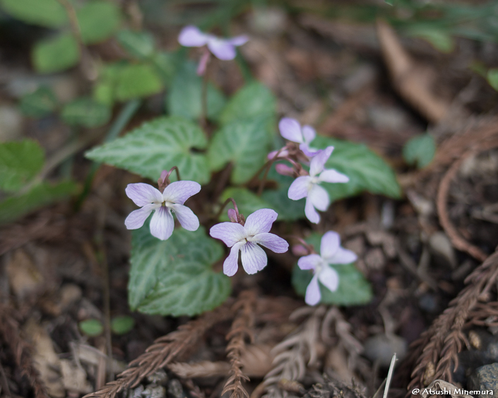 植物が好きな登山ガイド tweet media
