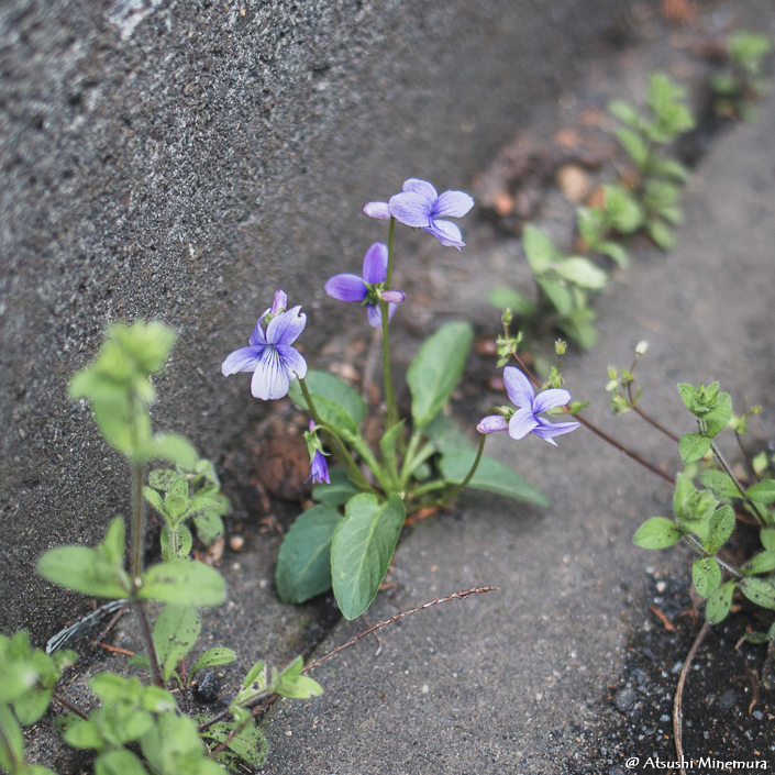 植物が好きな登山ガイド tweet media